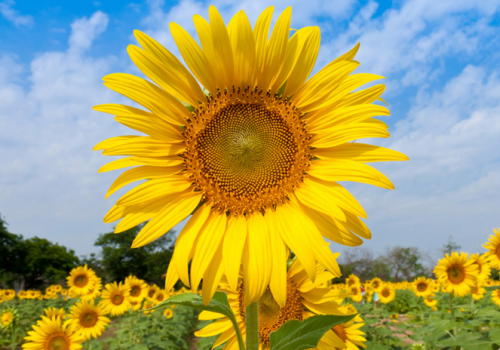 Sunflower Sunflower